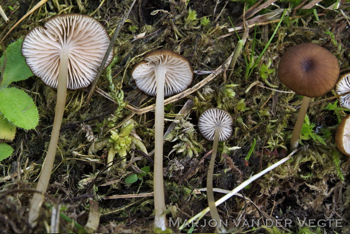 Veranderlijke satijnzwam - Entoloma olivaceotinctum